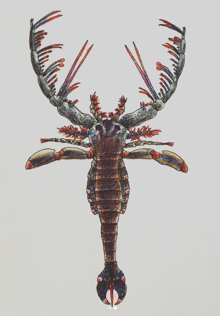 Megalograptus By PrehistoryByLiam On DeviantArt megalograptus-by-prehistorybyliam-on-deviantart