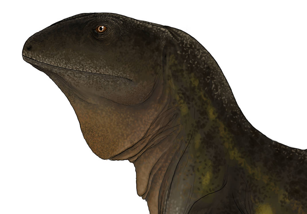 Petrolacosaurus Detail By PrehistoryByLiam On DeviantArt petrolacosaurus-detail-by-prehistorybyliam-on-deviantart
