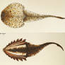Gabreyaspis and Hibernaspis