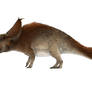 Pachyrhinosaurus