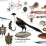 Lithographica
