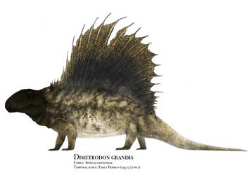 Dimetrodon grandis