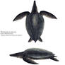 Ocepechelon