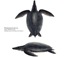Ocepechelon