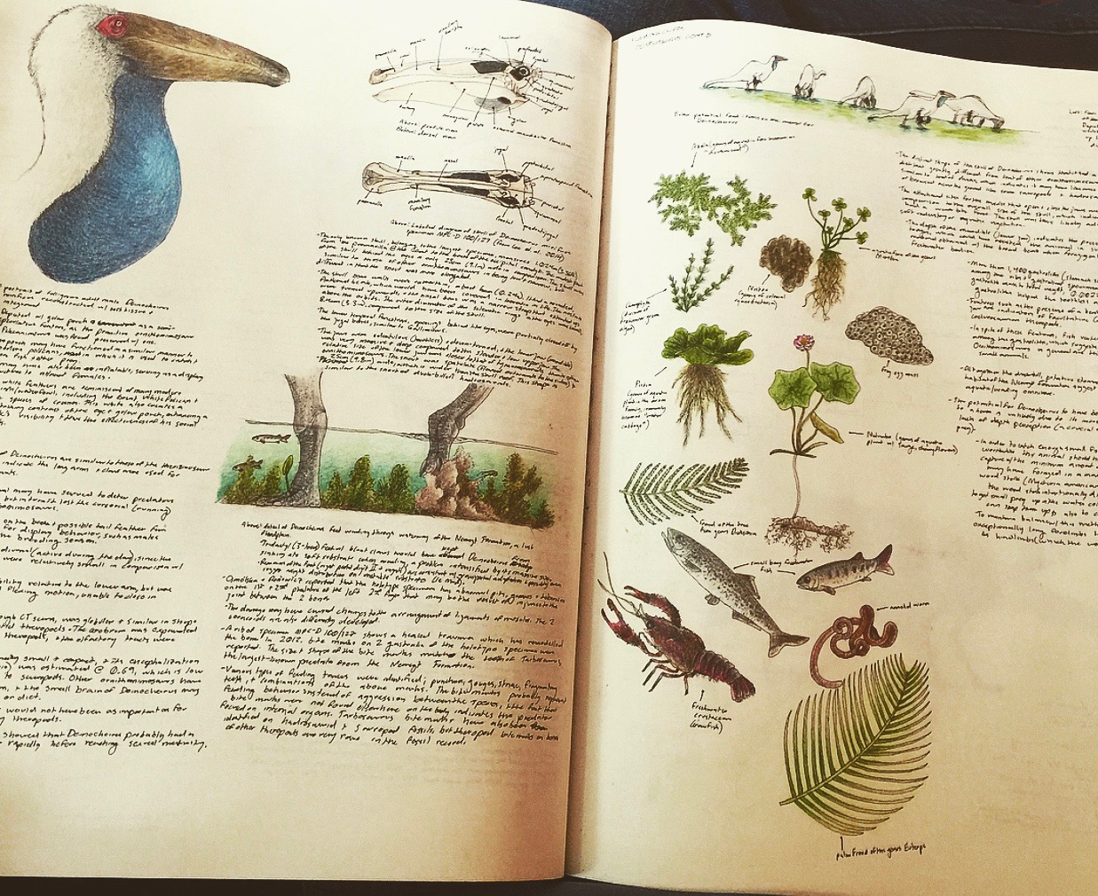 Deinocheirus Study by EmilyStepp on DeviantArt