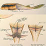 Microbrachius