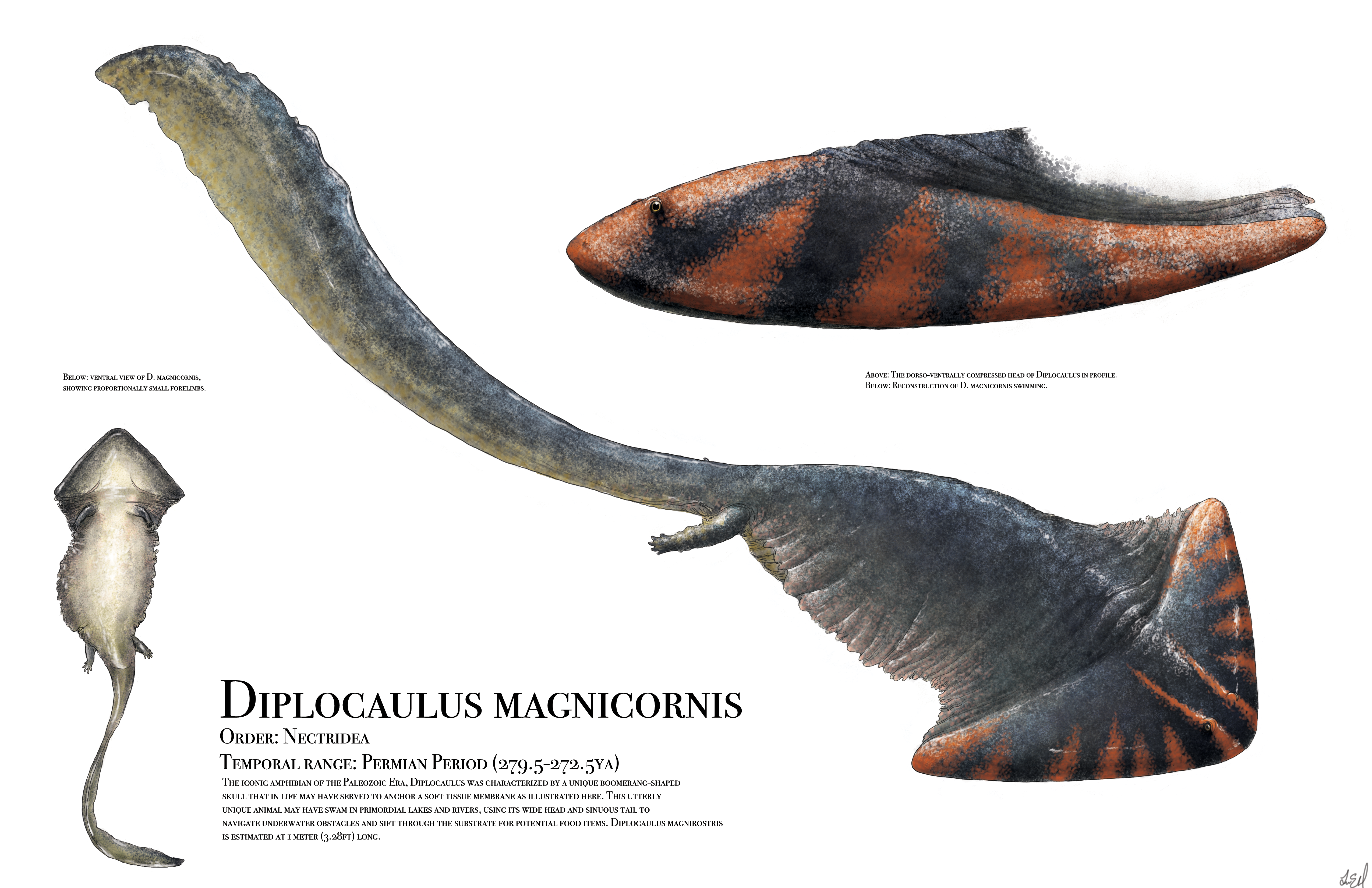 Diplocaulus by PrehistoryByLiam