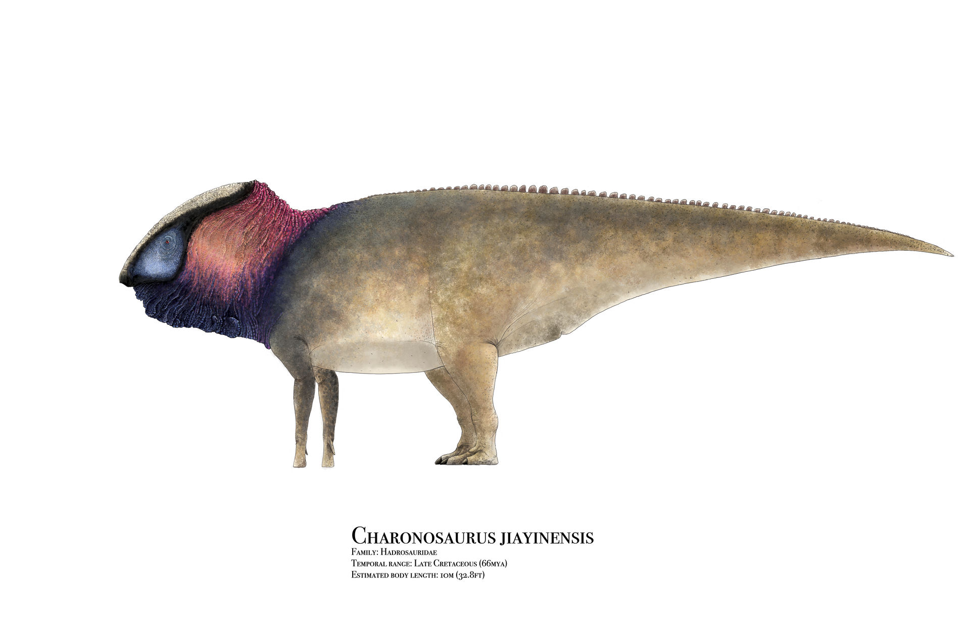 Charonosaurus by PrehistoryByLiam on DeviantArt