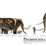 Proboscidea Size Chart