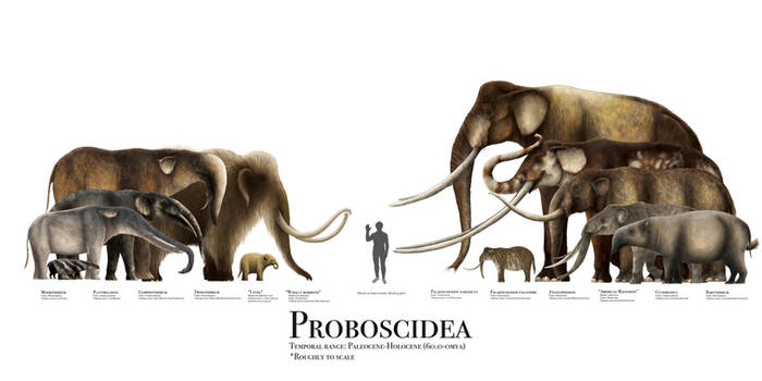 Proboscidea Size Chart