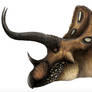 Triceratops Head