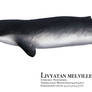 Livyatan melvillei