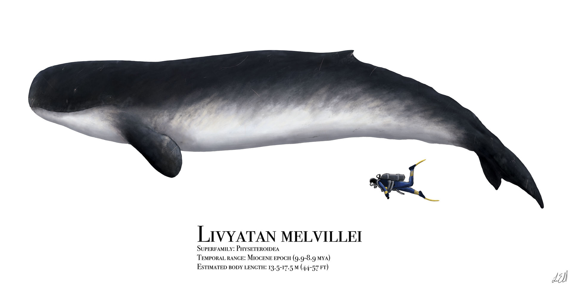Livyatan melvillei by PrehistoryByLiam