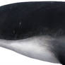 Livyatan melvillei head detail