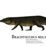 Brachysuchus