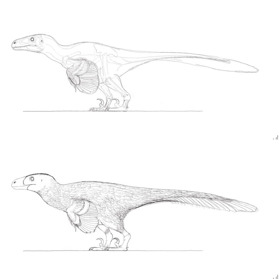 Pouncing Raptor Drawing Utahraptor Sketch by PrehistoryByLiam on DeviantArt