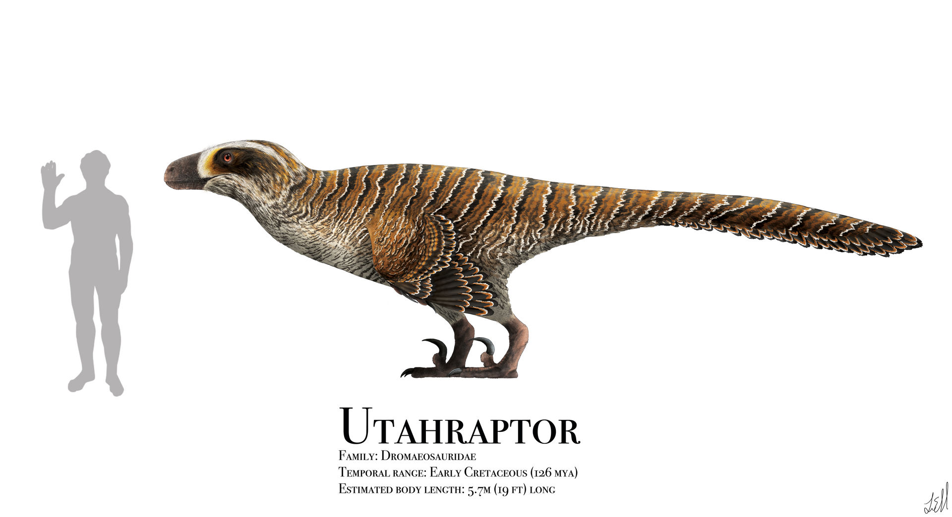 Utahraptor by PrehistoryByLiam on DeviantArt