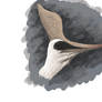 Geosternbergia sketch