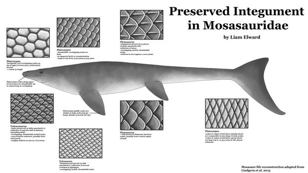 Mosasaur Integument Guide