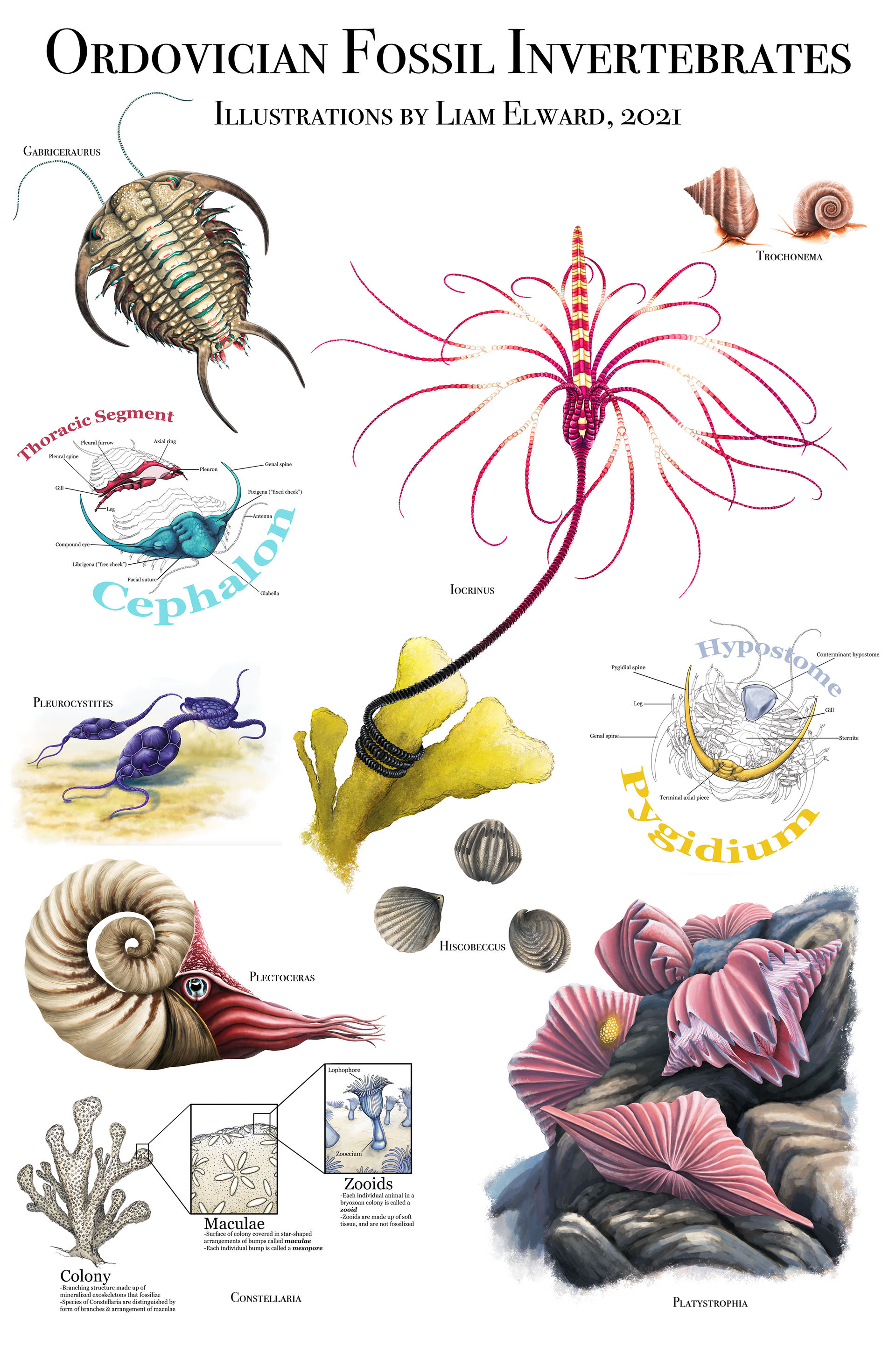 Ordovician Fossil Invertebrates by PrehistoryByLiam on DeviantArt
