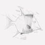 Scalacurvichthys naishi WIP