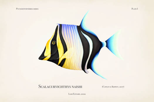 Scalacurvichthys naishi