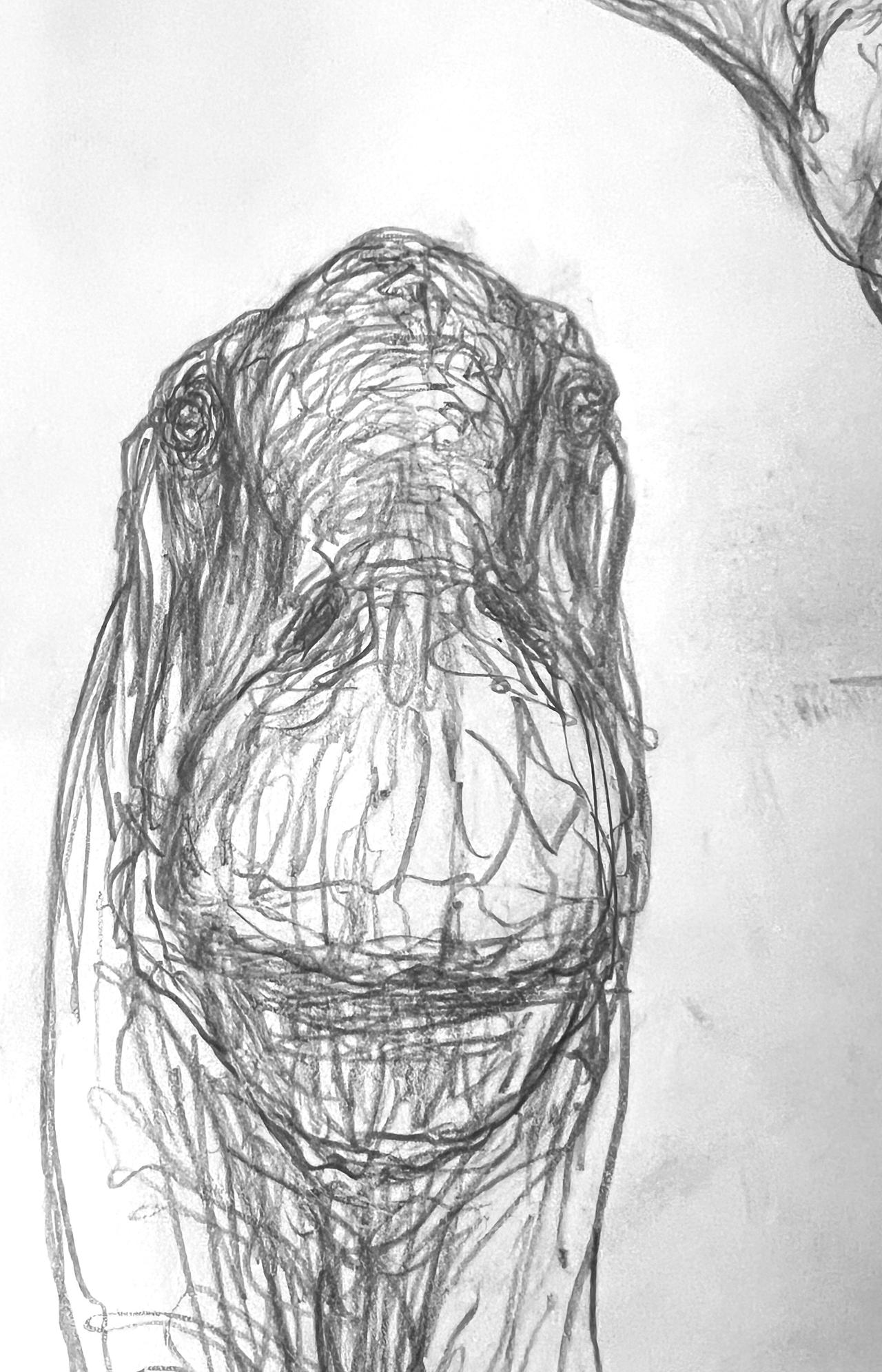 Mamenchisaurus head on portrait rough sketch