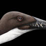Rhamphorhynchus portrait
