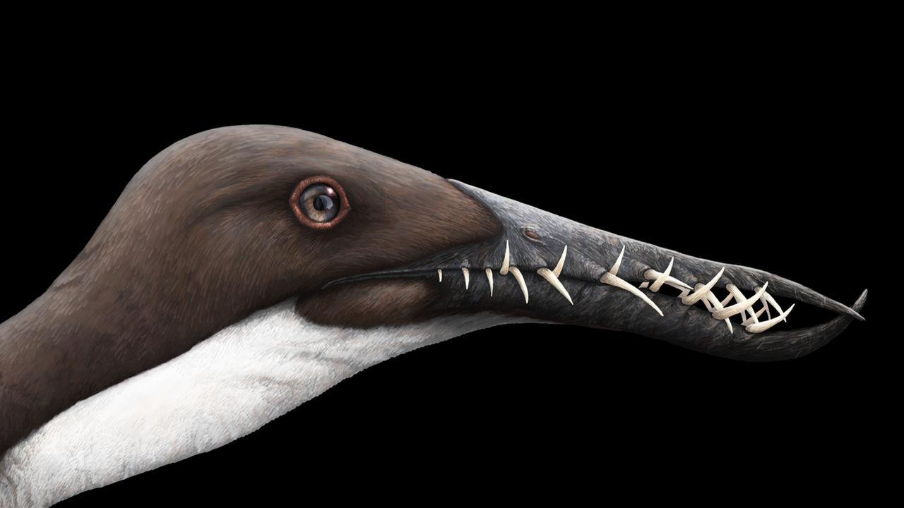 Rhamphorhynchus portrait