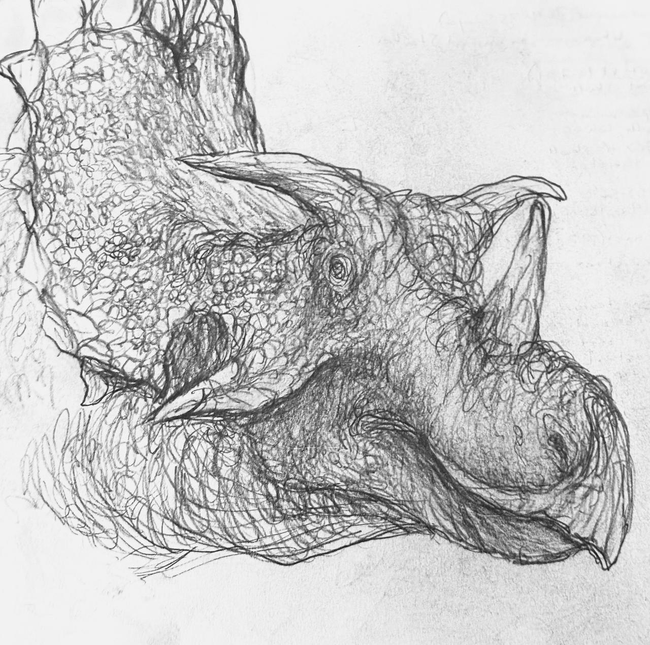Utahceratops portrait sketch