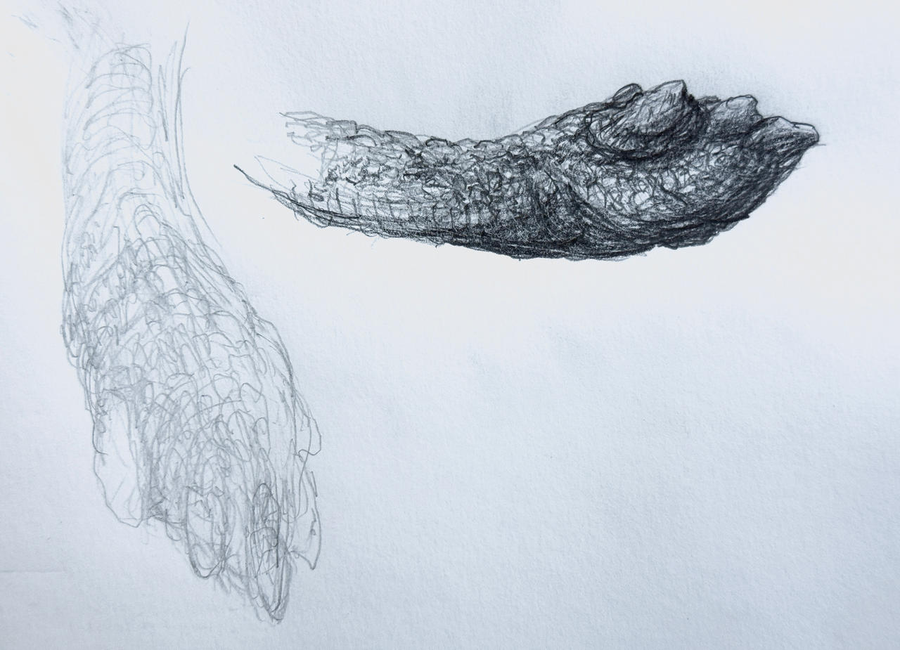 Shunosaurus tail club pencil sketch