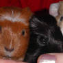 Baby Guinea Piggies