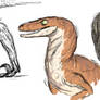 More Raptors