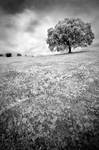 .Dreaming Of Childhood. by 1uno