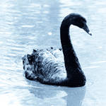 Cyan Vision: Swan by 1uno