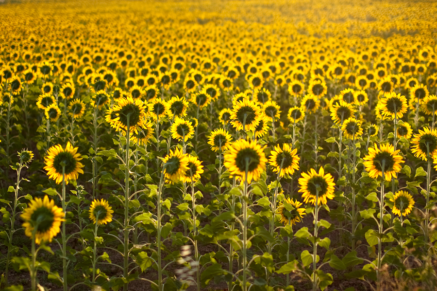 El saludo al sol