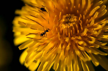 Ants on a Dandelion Flower-1m