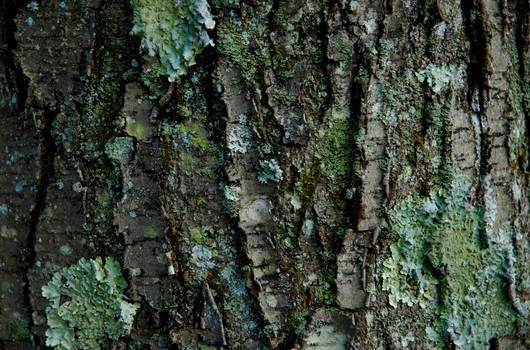 Bark II