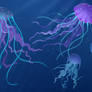 Jellyfish