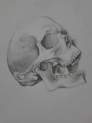 Skull