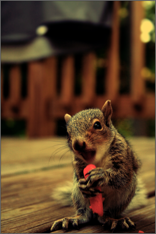 Baby Squirrel