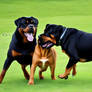 Bull-dog-playing-with-rottweiler-upscaled