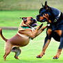 Bull-dog-playing-with-rottweiler-upscaled (2)