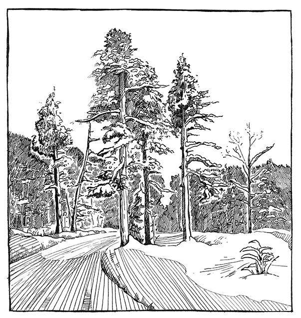 Pines near the road