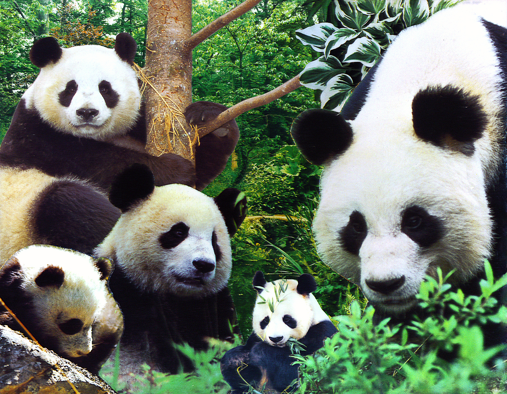 A Masque of Pandas