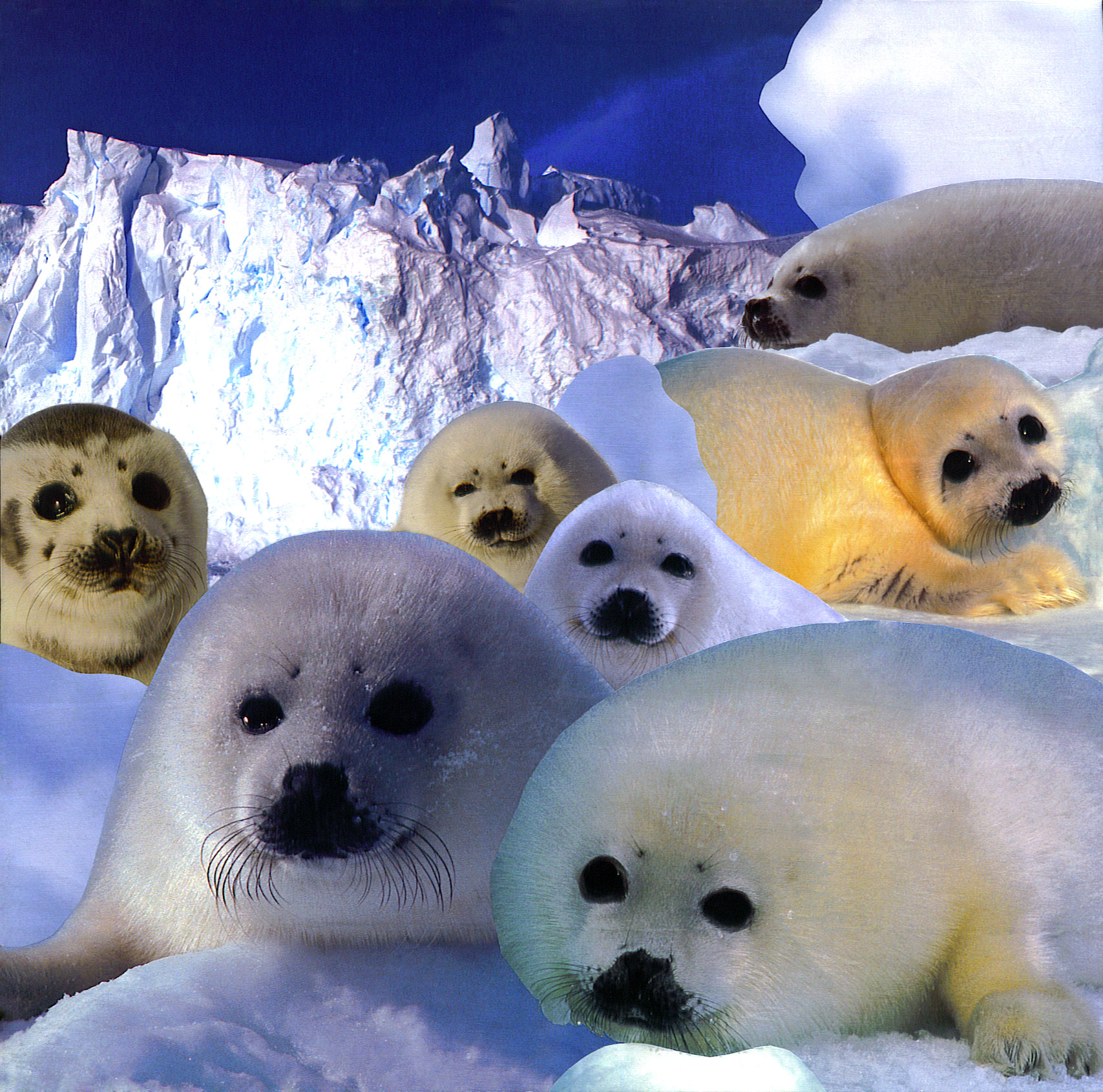 Harp Seals