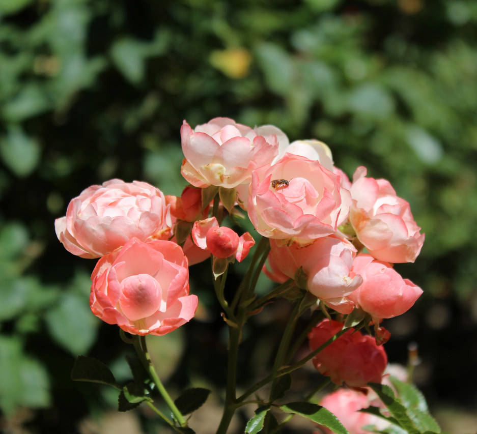 Miniature Rose Cluster by TheSeaKnight on DeviantArt