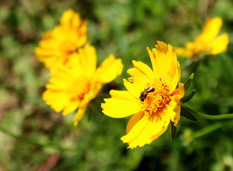 Small Bee on Yellow Cosmos