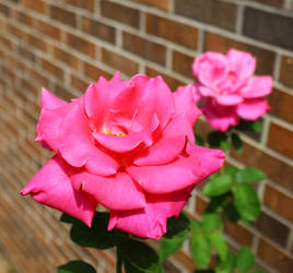 Pink Roses against Brick