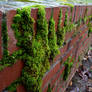 Mossy Wall